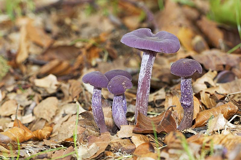 01ED0037 Laccaria amethystea Copyright Mike Read.jpg - Laccaria amethystea Amethyst deceiver